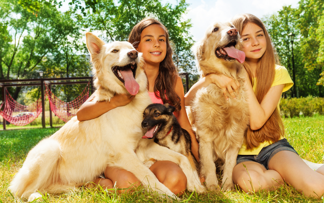 Imposto para cães? Entenda melhor o que diz a proposta de lei