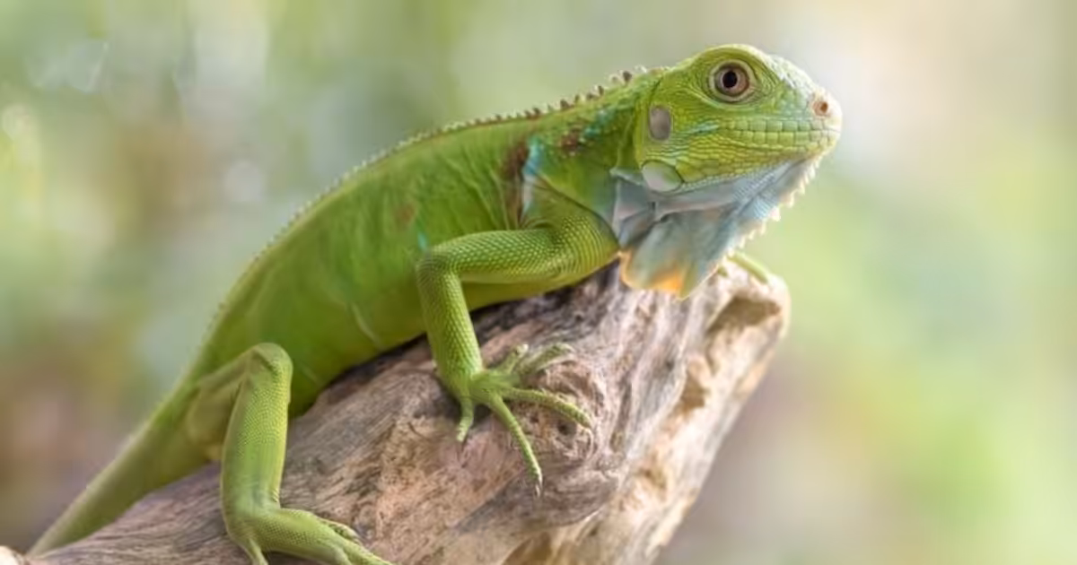 Profissional lista cuidados essenciais para garantir o bem-estar de animais silvestres de estimação