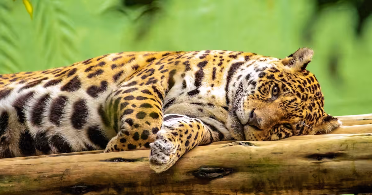 Ameaças à vida selvagem: tráfico e perda de habitat colocam espécies em risco de extinção