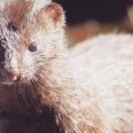 Parlamento catalão cobra veto definitivo à exploração de animais para o mercado de peles