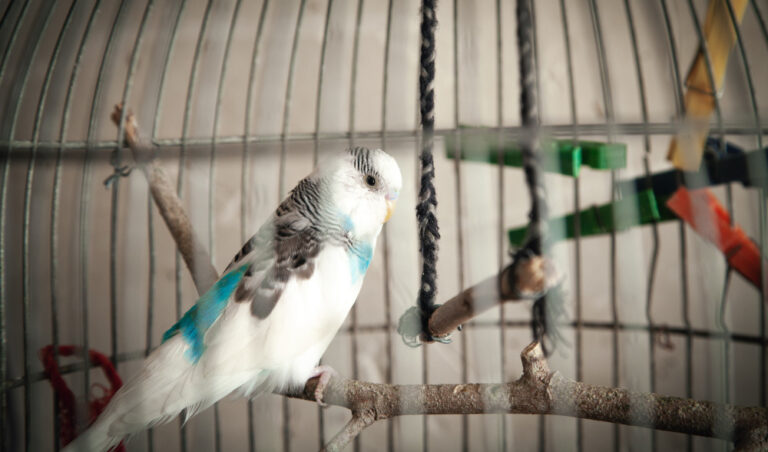 Projeto de lei em Nova Iorque quer proibir a venda de pássaros em pet shows