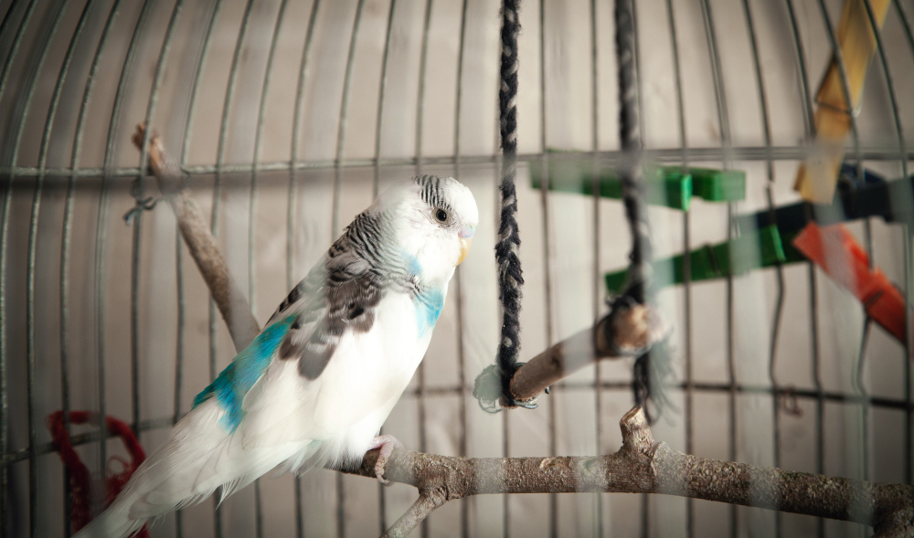 Projeto de lei em Nova Iorque quer proibir a venda de pássaros em pet shows