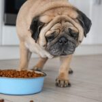 Pausa no emagrecimento_ fatores invisíveis que atrapalham a perda de peso em cães