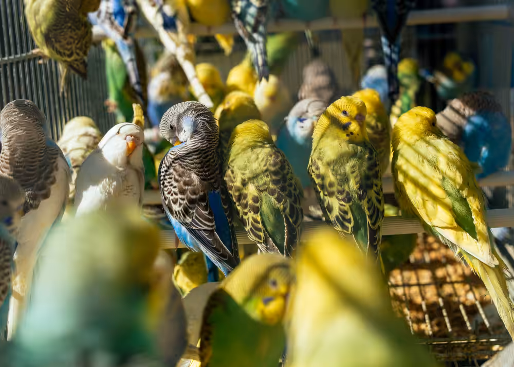 Pensando em ter uma ave como pet? Saiba quais cuidados são essenciais