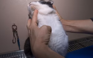 Pescoço gatos resgatados