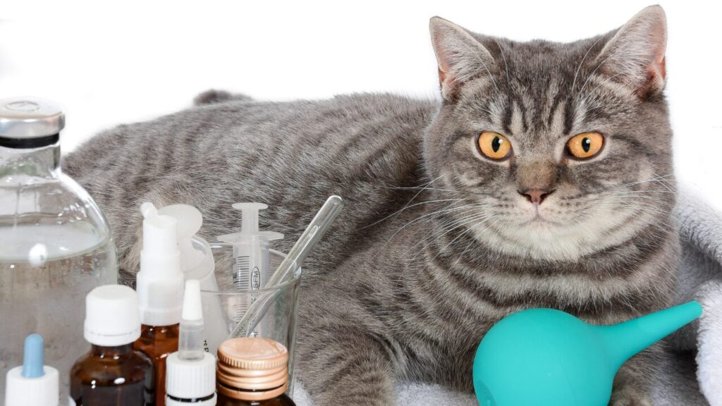 Petróleo em alta: custos de distribuição de produtos veterinários sobem até 10%
