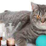Petróleo em alta: custos de distribuição de produtos veterinários sobem até 10%