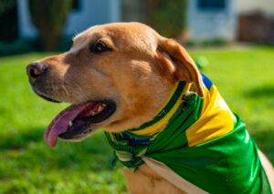 Pets na Copa do Mundo