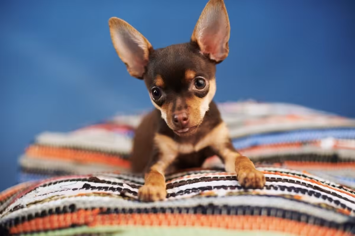 Conheça as menores raças de cães do mundo