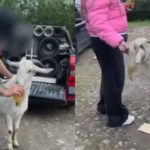 Polícia Civil investiga grupo por forçar bode a consumir cerveja e cigarro em Santa Catarina
