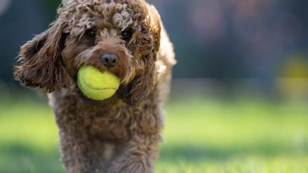 Poodle Toy da Bruna Marquezine é a segunda raça mais inteligente do mundo