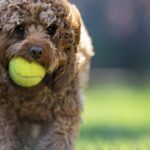 Poodle Toy da Bruna Marquezine é a segunda raça mais inteligente do mundo