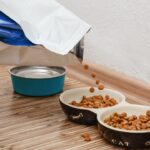Por que não se deve tirar a ração dos pets da embalagem original Entenda