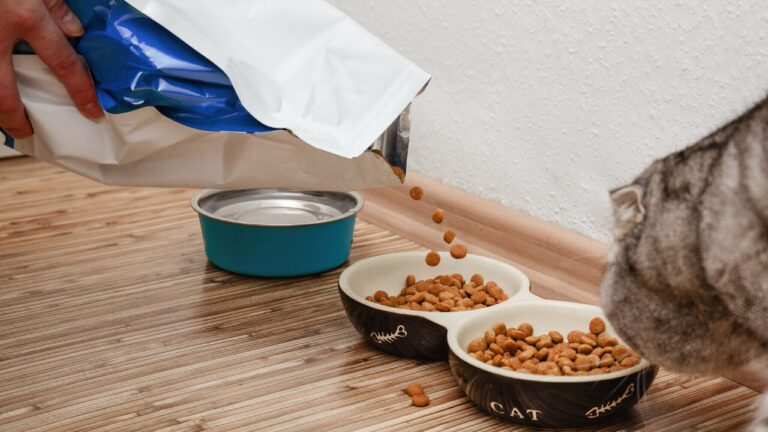 Por que não se deve tirar a ração dos pets da embalagem original Entenda