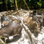 Presença de grandes mamíferos ajuda a enriquecer a composição do solo na Mata Atlântica