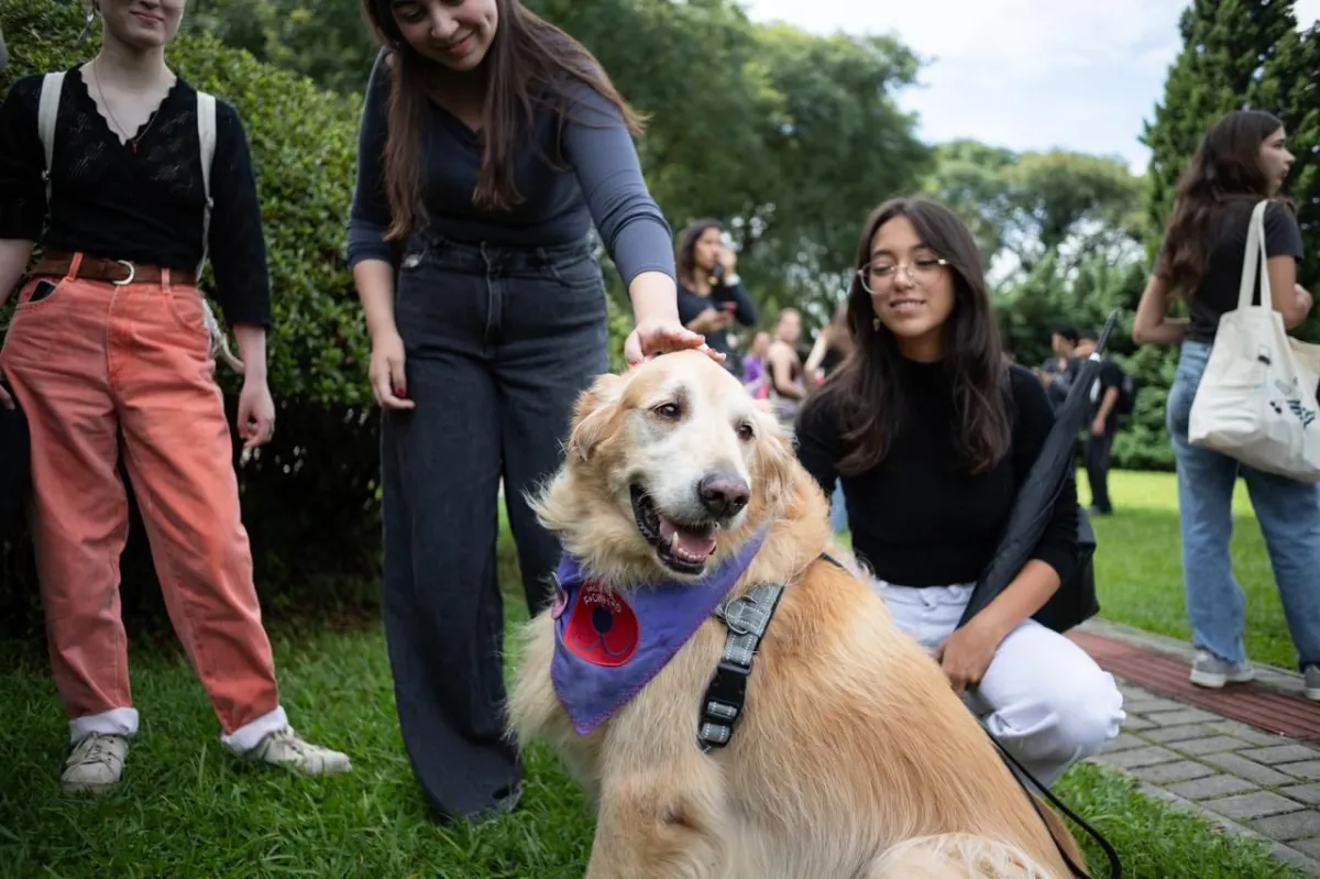 Universidade disponibiliza terapia com animais para estudantes