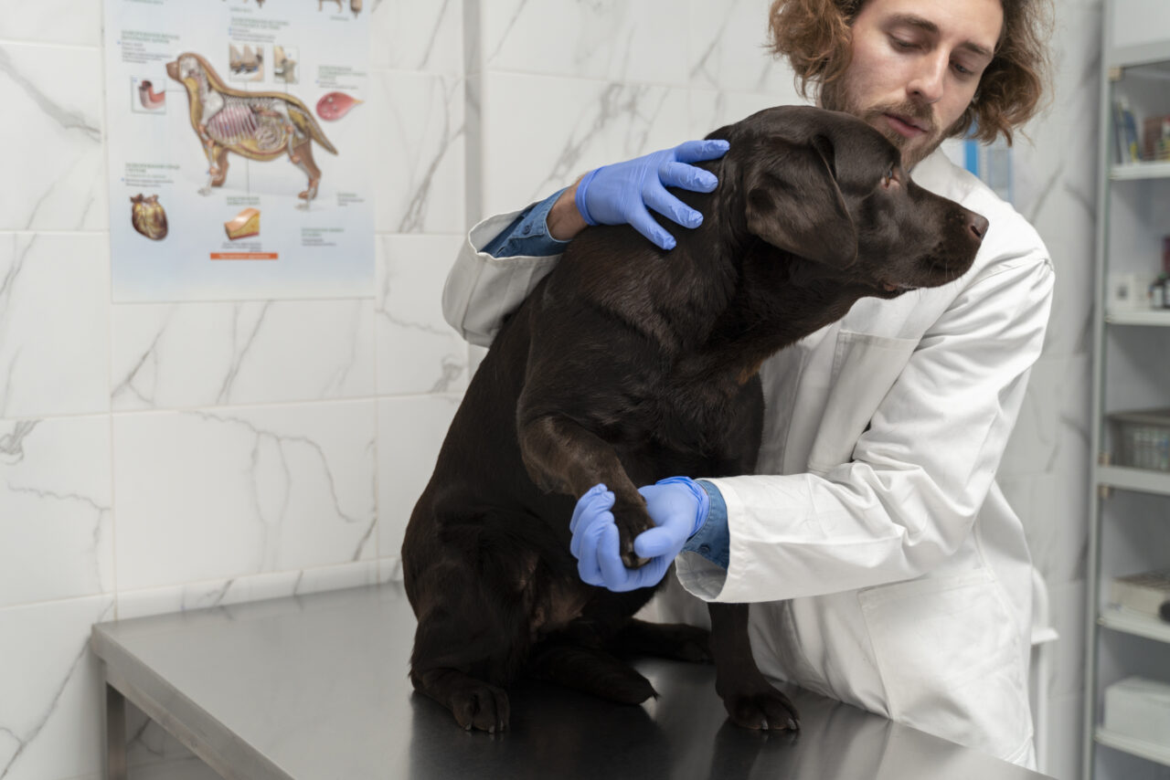 Projeto que autoriza porte de arma para médicos-veterinários avança na Câmara dos Deputados