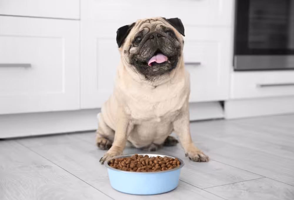 Mercado de pet food pode atingir faturamento de US$227 bilhões até 2034