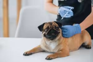 Pug tomando vacina