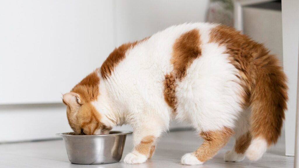 Purina Fancy Feast® amplia portfólio e traz experiência gourmet para gatos