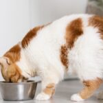 Purina Fancy Feast® amplia portfólio e traz experiência gourmet para gatos