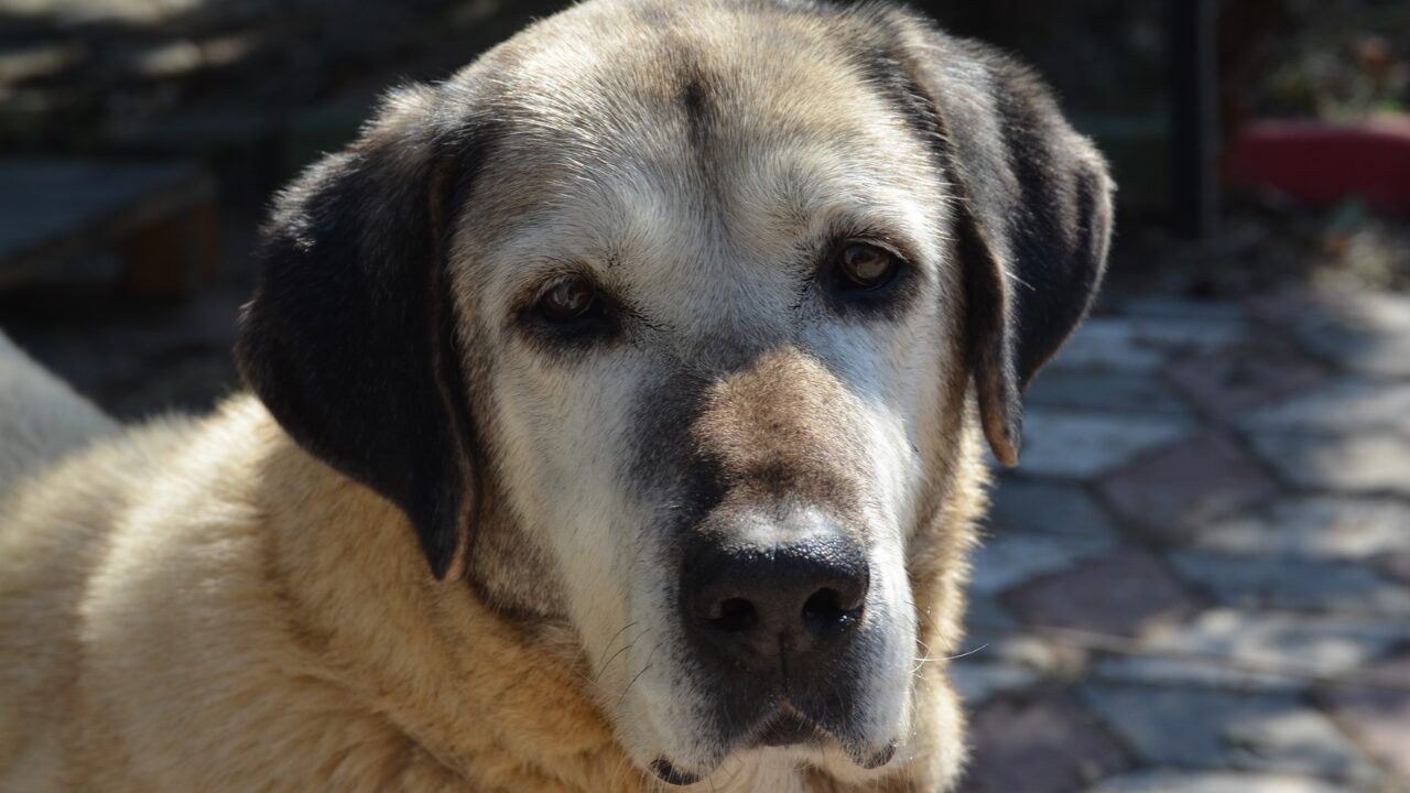 Quantos medicamentos um cão ou gato idoso consegue tomar com segurança?