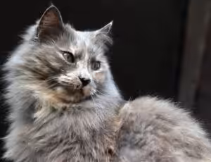 Guia de raças: Gato Maine Coon