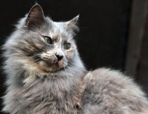 Guia de raças: Gato Maine Coon