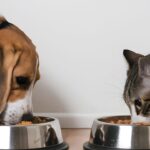 Ração mais barata Projeto no Congresso prevê cortar impostos do pet food em 60%
