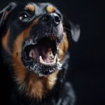 Raiva em cães e gatos_ a doença sem diagnóstico antemortem que exige alerta máximo na Saúde Única