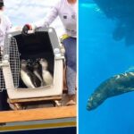 Reabilitados no litoral de SP, nove pinguins e um lobo-marinho são devolvidos ao oceano