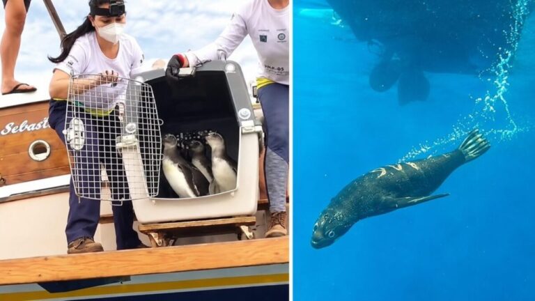 Reabilitados no litoral de SP, nove pinguins e um lobo-marinho são devolvidos ao oceano