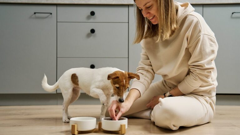 Referências da gastronomia brasileira inspiram o desenvolvimento de novos alimentos para cães