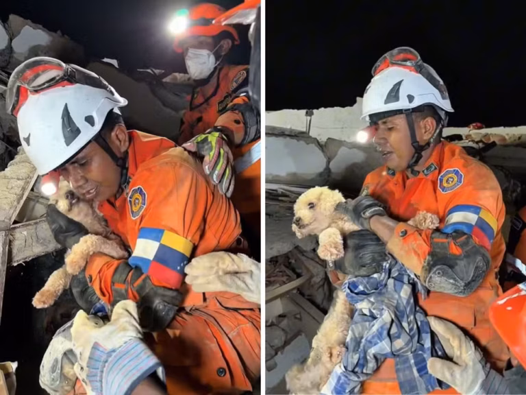 Cachorrinha é encontrada viva cinco dias após tragédia na Venezuela