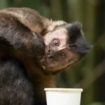 Resgate de macaco-prego que invadiu casas na Bahia dura mais de 3 horas após ataques e ingestão de álcool