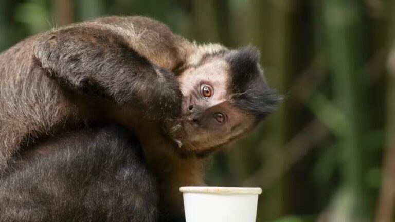 Resgate de macaco-prego que invadiu casas na Bahia dura mais de 3 horas após ataques e ingestão de álcool