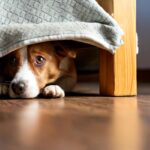 Especialista destaca dicas de como proteger os pets dos ruídos sonoros dos fogos de artifício