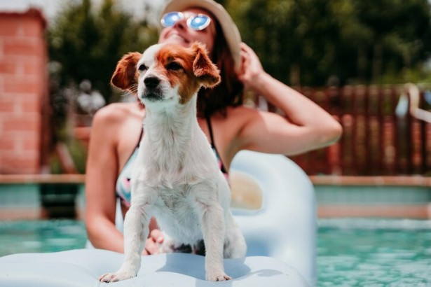 Cuidado com os pets no verão proporciona bem-estar