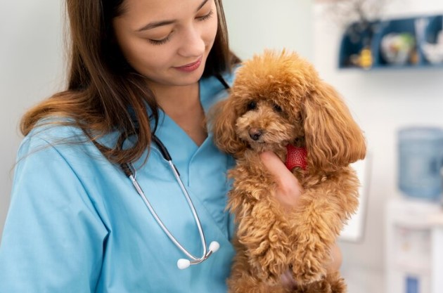 Síndrome de Cushing em cães precisa de atenção dos tutores