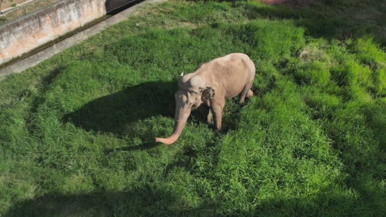 Saiba como será a viagem do elefante Sandro para santuário em MT