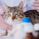 São Paulo aprova lei que libera contratação de clínicas particulares para atendimento veterinário gratuito