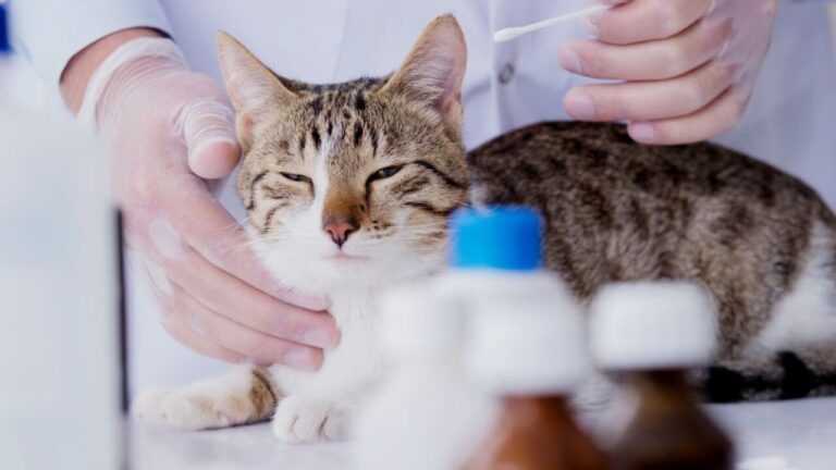 São Paulo aprova lei que libera contratação de clínicas particulares para atendimento veterinário gratuito