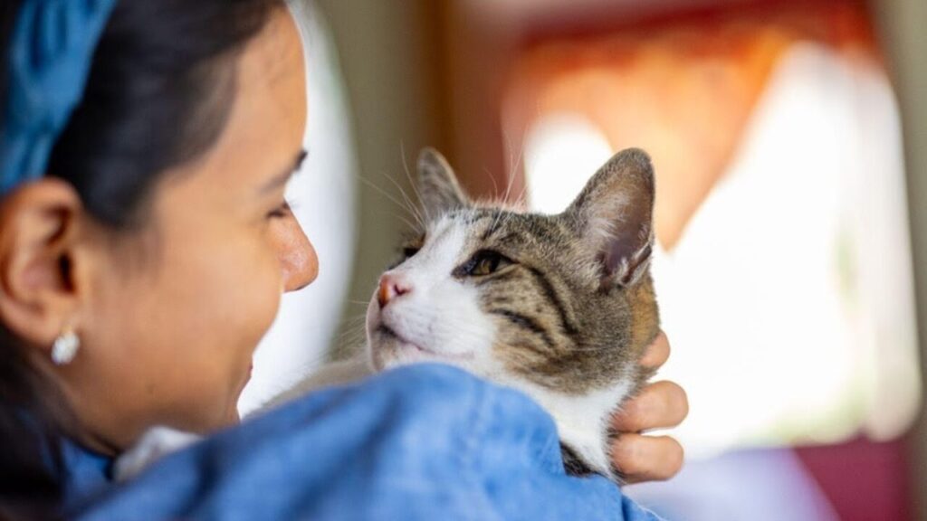 Saúde felina por que não esperar os sintomas aparecerem para ir ao veterinário