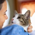 Saúde felina por que não esperar os sintomas aparecerem para ir ao veterinário