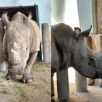 Brasil conclui importação de rinoceronte-branco com fiscalização sanitária reforçada