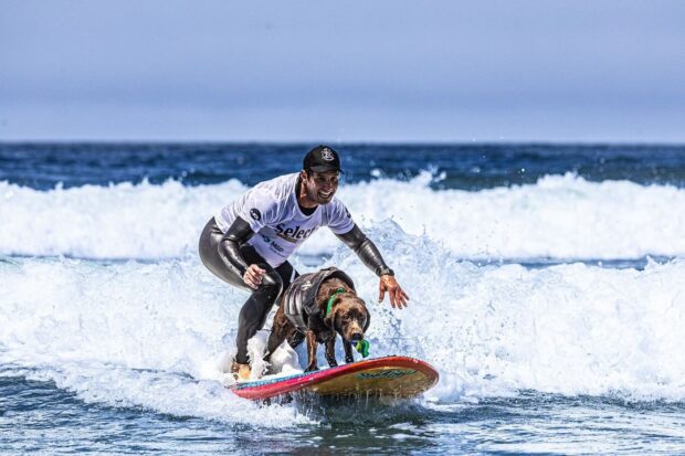 cão surfista