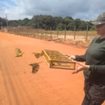 Soltura de canários em Santarém expõe rotas do tráfico de animais no Pará