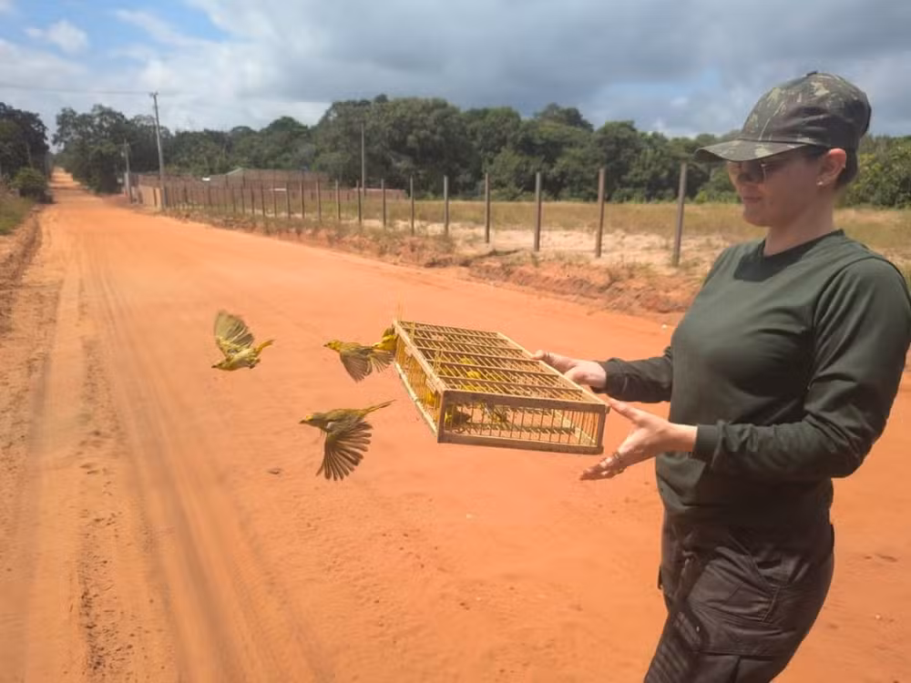 Soltura de canários em Santarém expõe rotas do tráfico de animais no Pará