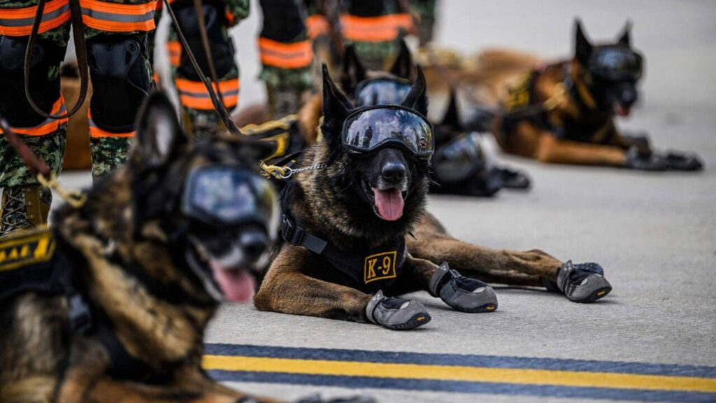 Startup capta US$ 200 milhões para clonar cães militares nos EUA