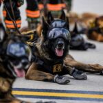 Startup capta US$ 200 milhões para clonar cães militares nos EUA